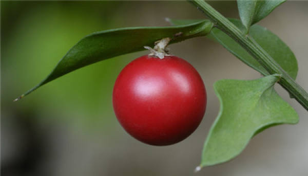 Matters needing attention in the cultivation of false leaf tree
