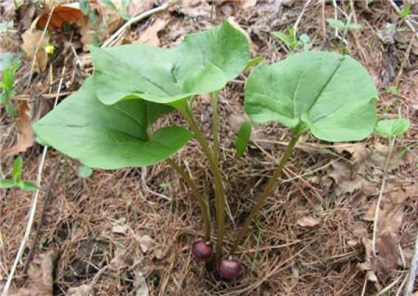 culture method of Asarum