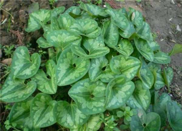 Matters needing attention in the cultivation of Asarum
