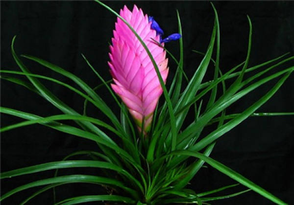 culture method of purple pineapple