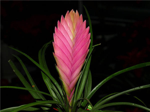 Points for Attention in Breeding Purple Pineapple