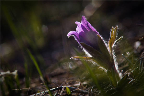 Breed method of Chinese Pulsatilla root