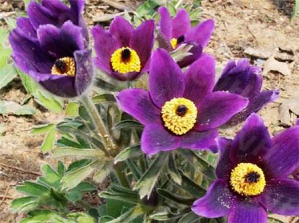 Matters needing attention in culturing Pulsatilla chinensis