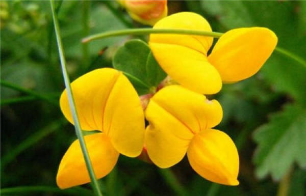 Matters needing attention in breeding Lotus corniculatus