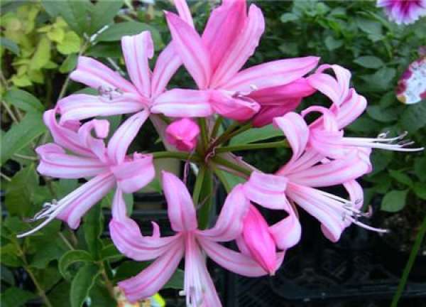 culture method of Nari flower