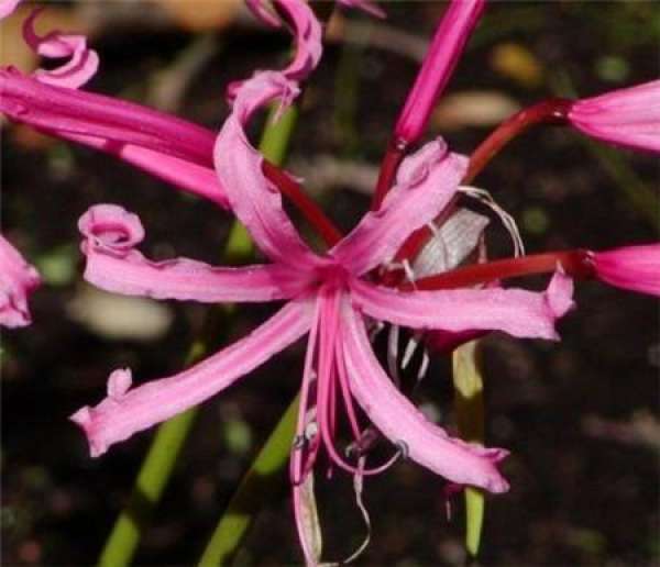 Matters needing attention in the cultivation of Nali flower