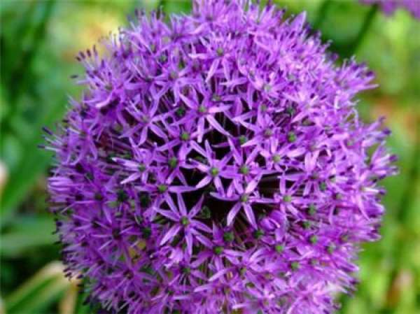 cultivation method of scallion