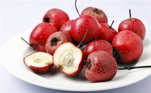 Culture method of potted hawthorn