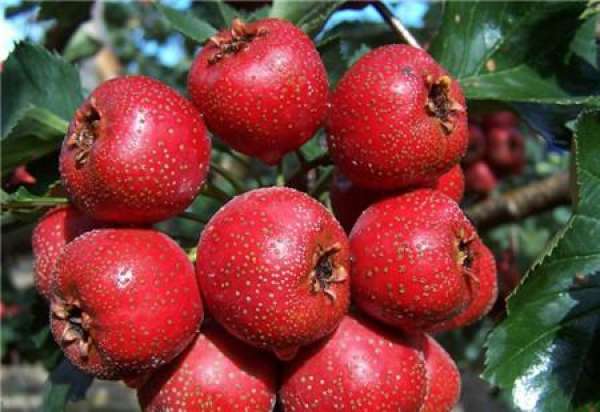 Points for attention in cultivation of potted hawthorn