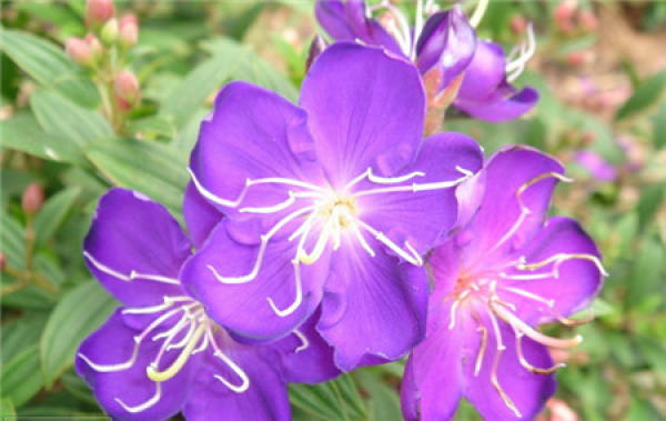 Matters Needing Attention in Cultivation of Melastoma affine