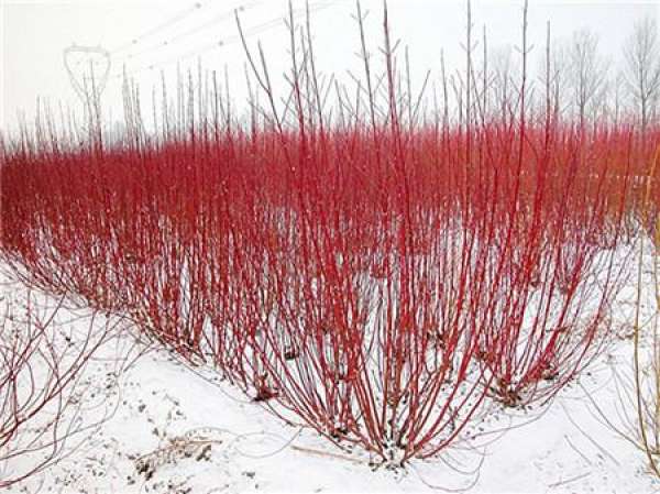 Matters needing attention in cultivation of Cornus alba