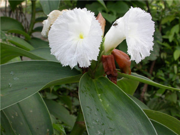 Cultivation method of costus Zingiberis