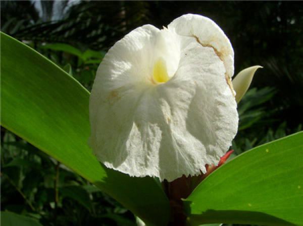 Points for Attention in the Cultivation of Costus zingiberensis