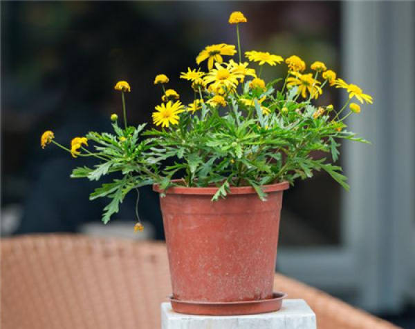 The secret of keeping autumn chrysanthemum well: choose