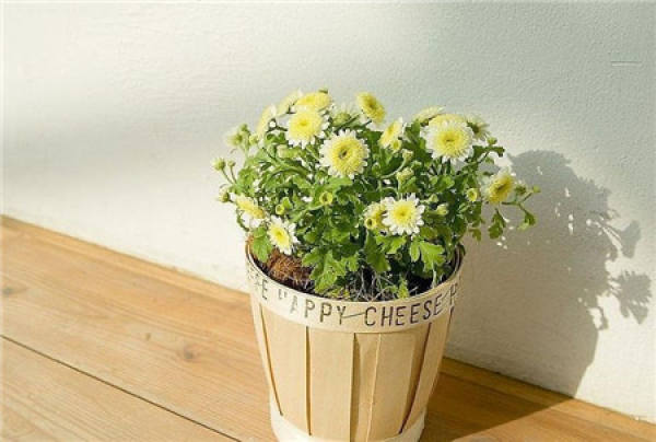 The secret of keeping autumn chrysanthemum well: choose