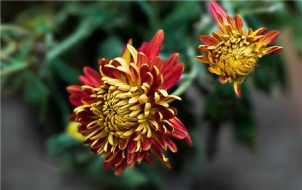 secret of cultivating chrysanthemum: select