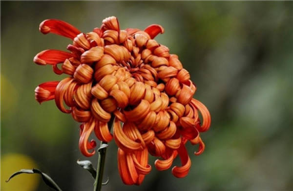 The secret of keeping autumn chrysanthemum well: picking