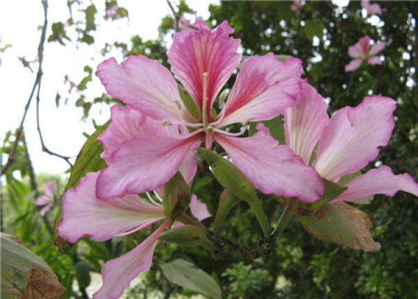 Culture method of Bauhinia blakeana