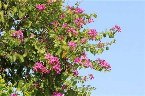 Precautions for cultivation of Bauhinia blakeana