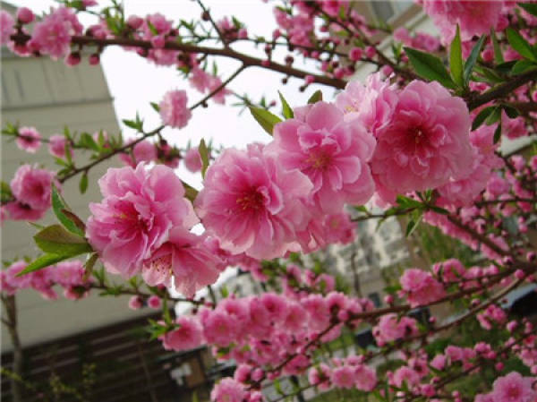 cultivation method of green peach