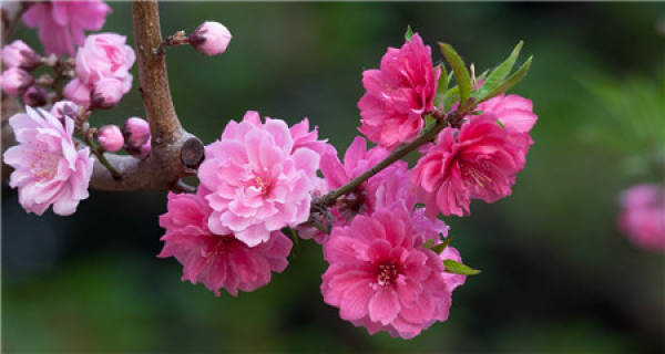 Matters needing attention in the cultivation of peach