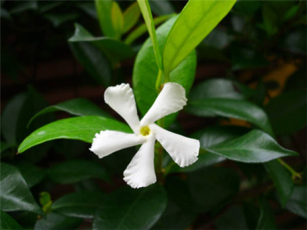 Matters needing attention in culture of Trachelospermum jasminoides