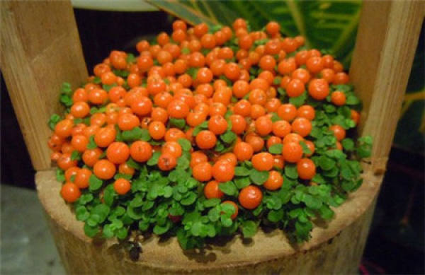 The Growth Habit of Lampetra sinensis