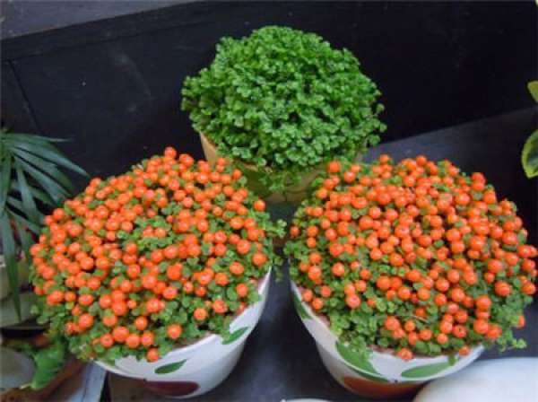 Matters needing attention in cultivation of Lamp-bead flower