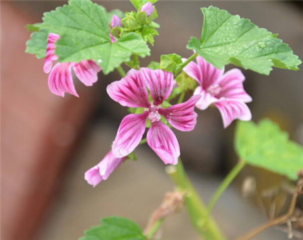 cultivation method of Mallow