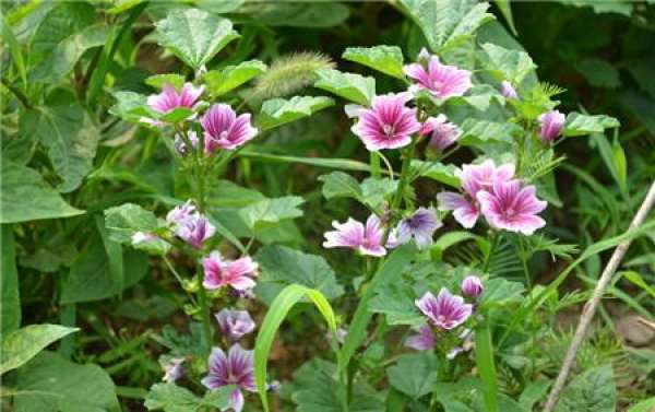 Matters needing attention in mallow cultivation