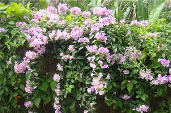Points for Attention in Cultivation of Garlic Vine