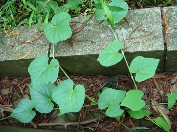 breeding method of rattan