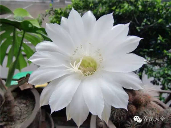 Cactus blossom