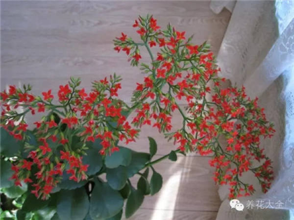 Cactus blossom