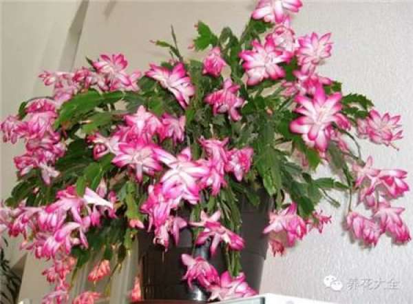 Cactus blossom