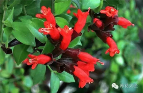 Cactus blossom