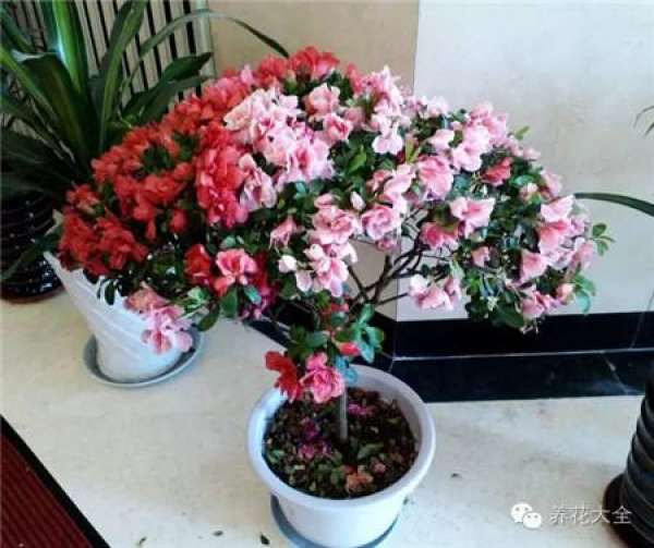 Cactus blossom