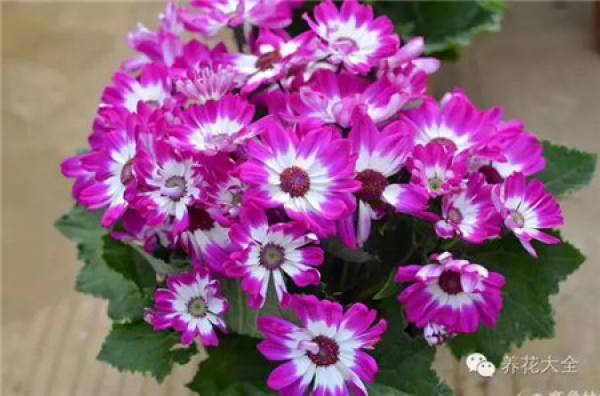 Cineraria