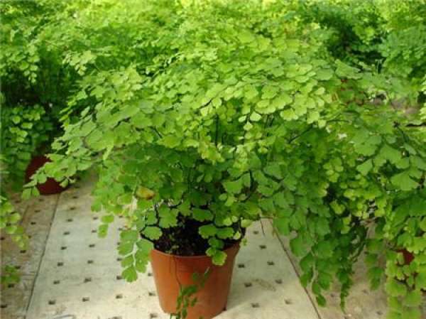 Arrowroot