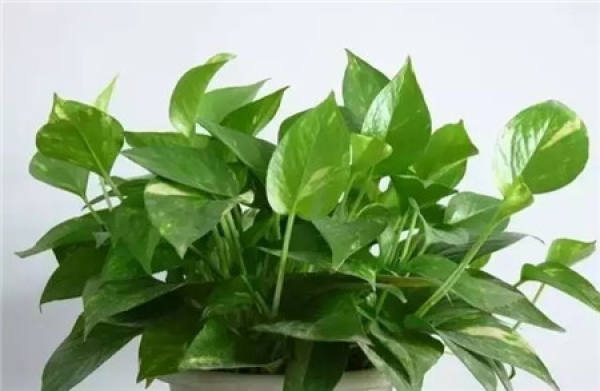 Arrowroot