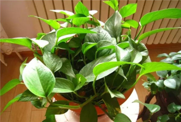 Scindapsus aureum pictures