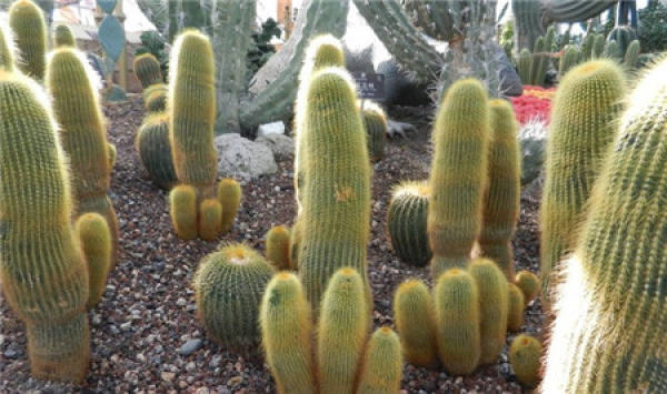 Matters needing attention in the cultivation of Huang Weng