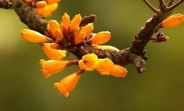 Method for culturing fire flower