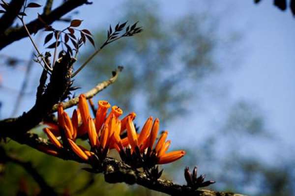 Matters needing attention in the cultivation of Huoshao flower