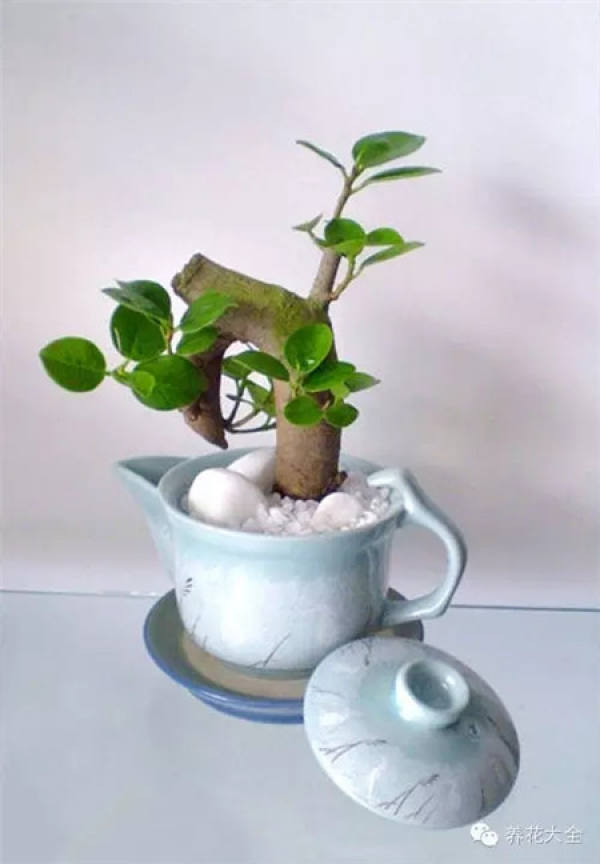 Growing flowers in a teapot