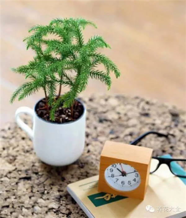 Growing flowers in a teapot