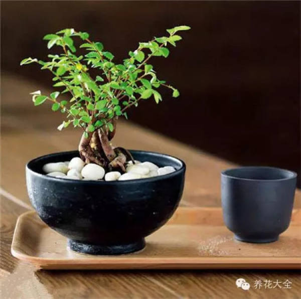 Growing flowers in a teapot
