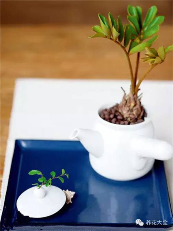 Growing flowers in a teapot