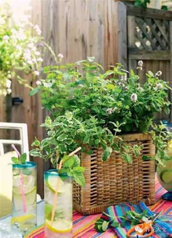 Growing flowers in a teapot