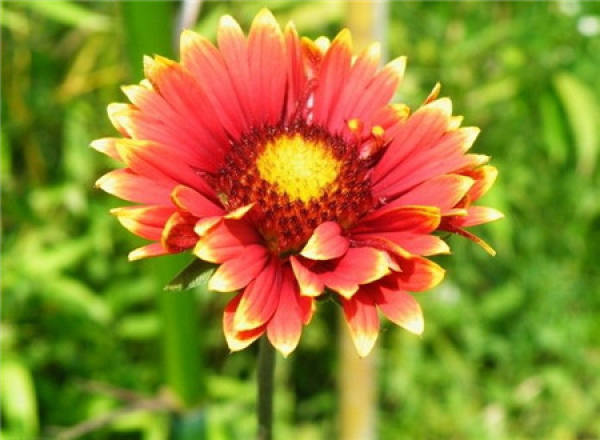 Matters needing attention in Gaillardia cultivation